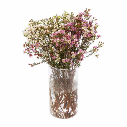 Geralton Wax Seasonal Flowers
